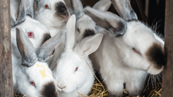 how to start a rabbit farm